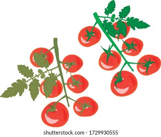 Hier sind Kirschtomaten zusammen mit einem Blatt. Alle Teile der Zeichnung sind getrennt. Ein Zweig ist heller, nur gepluckt, und der zweite hat es bereits geschafft, sich hinzusetzen.