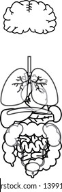 Here is an illustration of a cute human organ.