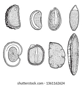 Here is a variety of seeds, the inside Parts of the seeds are shown, some seed shape vertical, horizontal, oval type, vintage line drawing or engraving illustration.