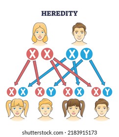 Heredität als genetisches Haarerbe aus biologischem Elterndiagramm. Erziehungserklärung mit Schema von Mutter und Vater Eigenschaften zu Sohn und Tochter Eigenschaften Vektorgrafik.