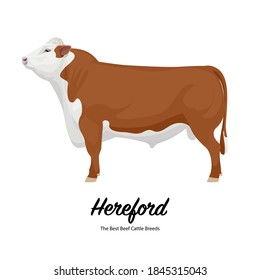 Hereford - The Best Beef Cattle Breeds. Farm animals. Vector Illustration.