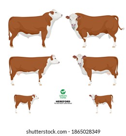 Hereford - The Best Beef Cattle Breeds. Set Bull, Cow, Calf. Farm animals. Vector Illustration.