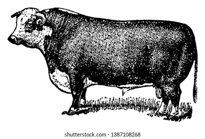 Hereford Bull is used for reproduction of cattle and for beef, vintage line drawing or engraving illustration.