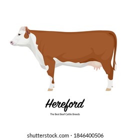 Hereford Cow - The Best Beef Cattle Breeds. Farm animals. Vector Illustration.