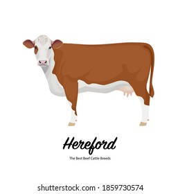 Hereford Cow - The Best Beef Cattle Breeds. Farm animals. Vector Illustration.