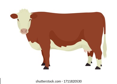 Hereford Cow British Breed Of Beef Cattle Flat Vector Illustration Isolated Object On White Background Set