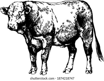 hereford cow bull, vector graphic illustration