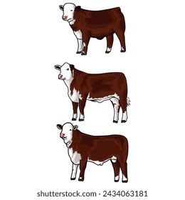 Hereford excellence, Livestock Show Champion Illustration