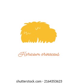 Hericium erinaceus or lion's mane. Flat vector illustration