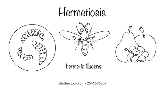 Hermetiosis. A disease caused by parasitism of black soldier fly larvae. A person can contract this disease by eating unwashed fruits. Vector illustration.