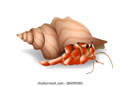 Hermit Crab