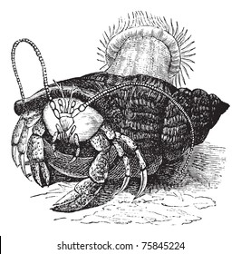 Hermit crab dragging Sea anemones, vintage engraved illustration of the Hermit crab dragging Sea anemones.