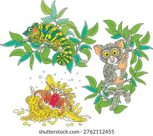 Hermit crab in a fancy shell, a funny Philippine tarsier and a multi colored chameleon on a tropical tree, a set of vector cartoon illustrations on a white background