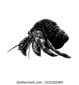 Hermit Crab hand drawing vector isolated on white background.