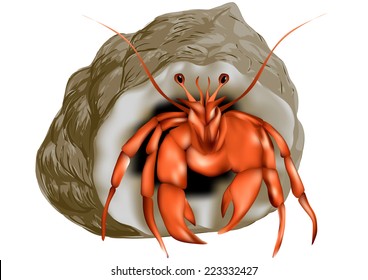 hermit crab isolated