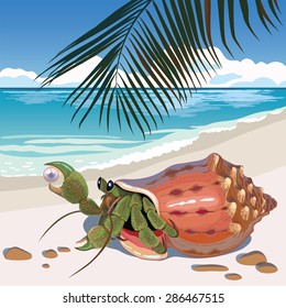 hermit crab on the beach with pearl