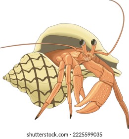 Hermit Crab in Shell Vector Illustration