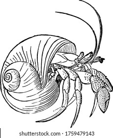 Hermit crabs are decapod crustaceans in the family Paguridae and Coenobitidae, it has scavenged mollusc shell over the body, vintage line drawing or engraving illustration.