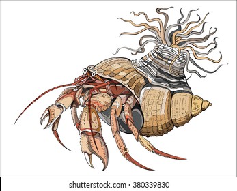 Hermit crabs are decapod crustaceans of the superfamily Paguroidea, 
vector image