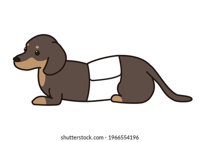 Herniated disc. corset. dachshund. black.