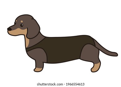 Herniated disc. corset. dachshund. black.