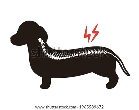 Herniated disc. Dog silhouette. 
Dachshund.
