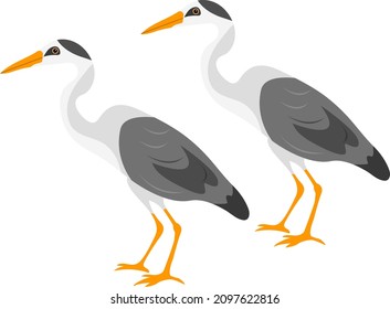 Heron bird illustration, vector on a white background.