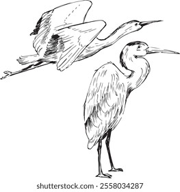 Heron bird ink sketches. Flying and standing bird pose side view vector drawings. Wild animal theme illustrations set.