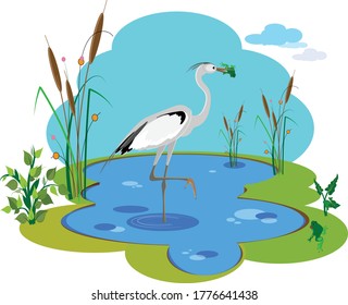 Ein Heronvogel steht auf einem Fuß im Wasser des Sees und hält einen lustigen grünen Frosch in seinem Schnabel. Vektorgrafik für Design.