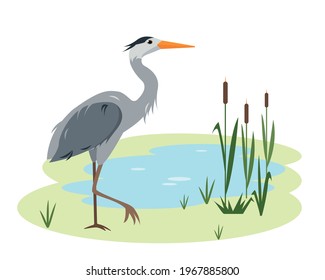 Heron bird in wild nature. Lake or pond with canes and grass and grey standing heron. Cartoon vector illustration.