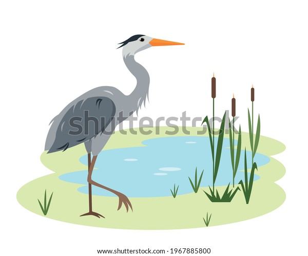 Heron bird\
in wild nature. Lake or pond with canes and grass and grey standing\
heron. Cartoon vector\
illustration.