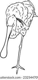 heron common bird with long flat beak doodle linear cartoon coloring