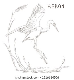 heron flies in the reeds
