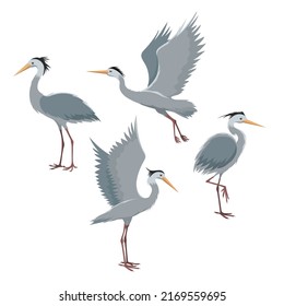 Heron. Fly and stand herons poses isolated on white background, egret wildlife sketch, crane bird vector pictures, stork cartoon image