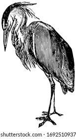 Heron have long stout and sharp pointed beaks, vintage line drawing or engraving illustration.