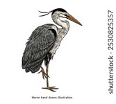 Heron illustration. Heron hand drawn illustration in vintage style. Heron drawing