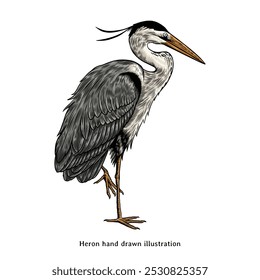 Heron-Illustration. Heron handgezeichnete Illustration im Vintage-Stil. Heronzeichnung