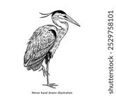 Heron illustration. Vintage heron hand drawn illustration in vintage engraving style