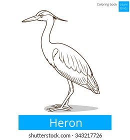 Heron learn birds educational game coloring book vector illustration