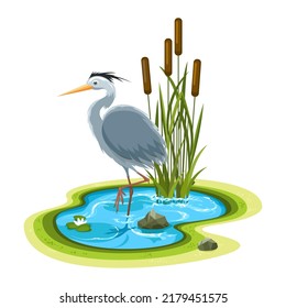 Heron in pool. Hern fisher bird standing in lake with stones reedmace and lotus plants cartoon picture, wader vector image