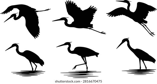 Heron silhouettes walking in water with reflections, graceful bird poses, nature vector illustration, avian anatomy, elegant wildlife motion