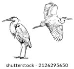 Heron sketch. Vector illustration of birds isolated on white background.