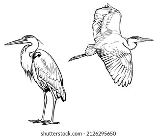 Heron sketch. Vector illustration of birds isolated on white background.