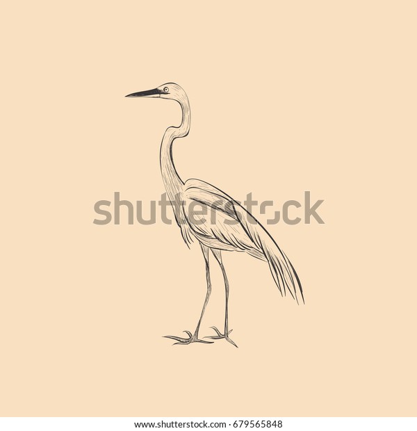 Heron Sketch Vector Illustration Hand Sketch Stock Vector (Royalty Free ...