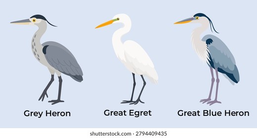 Heron species set in flat wildlife style. Grey heron, Great egret and Great blue heron collection for bird education and nature guides.