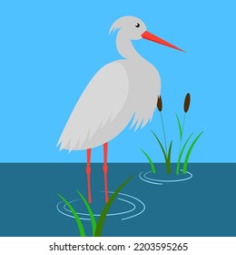 heron standing in the water