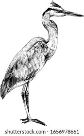 Heron stands full-length sideways and looks away, sketch vector graphics monochrome illustration on a white background