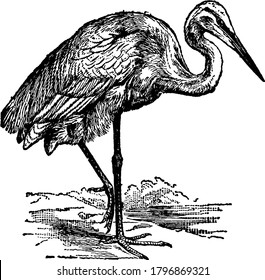 Herons have a long bill cleft beneath the eyes, long slender legs naked above the tarsal joint, three toes in front, moderate wings and its tail is short, rounded, and composed of 10 or 12 feathers