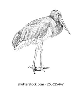 herons sketch, black and white isolated vector illustration