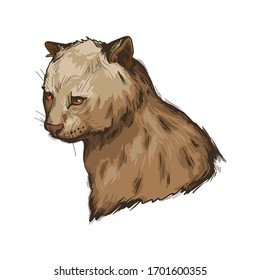 Herpailurus yagouaroundi portrait of animal. Watercolor drawing of Puma.  Catlike predator, feline creature face and text. Jaguarundi vector illustration